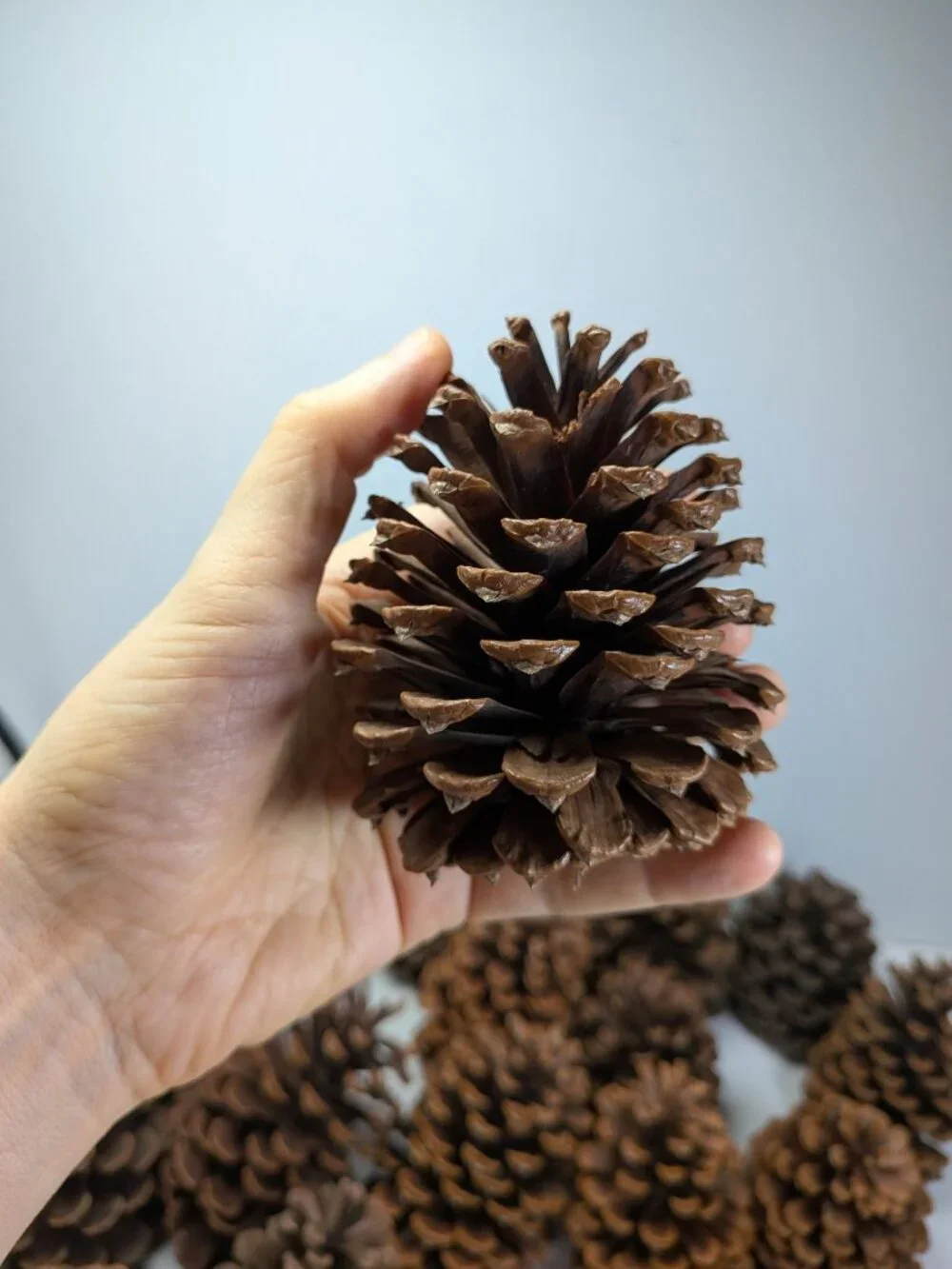 30 Natural Pinecones Lot 3